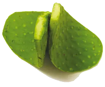 Nopal (Opuntia streptacantha)