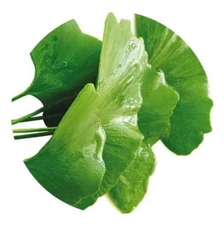 foglie di ginkgo biloba
