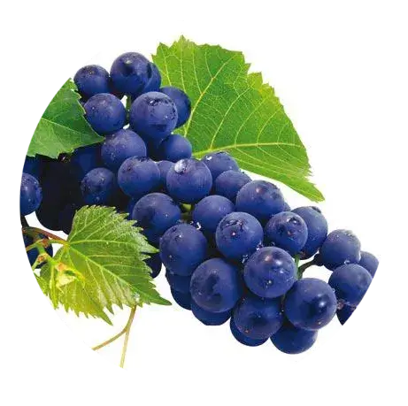 Donkere druiven